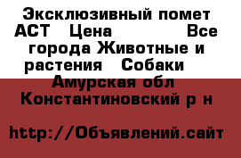 Эксклюзивный помет АСТ › Цена ­ 30 000 - Все города Животные и растения » Собаки   . Амурская обл.,Константиновский р-н